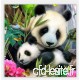 ZSCRL Personnalisé 5d Nouvelle Peinture de Diamant  Motif de Panda Trésor National Chinois  Incrustation de matériau de résine respectueux de l'environnement  sans Odeur 40 * 50cm Noir et Blanc - B07SJ7CFTS